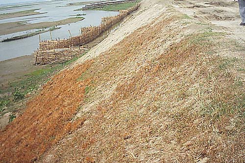 Figure 16 : Bamboo screens used as anti erosion measures for protecting earthen embankment. 